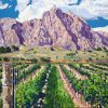 Vivac Grapes to Taos