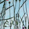 Tall Poppy