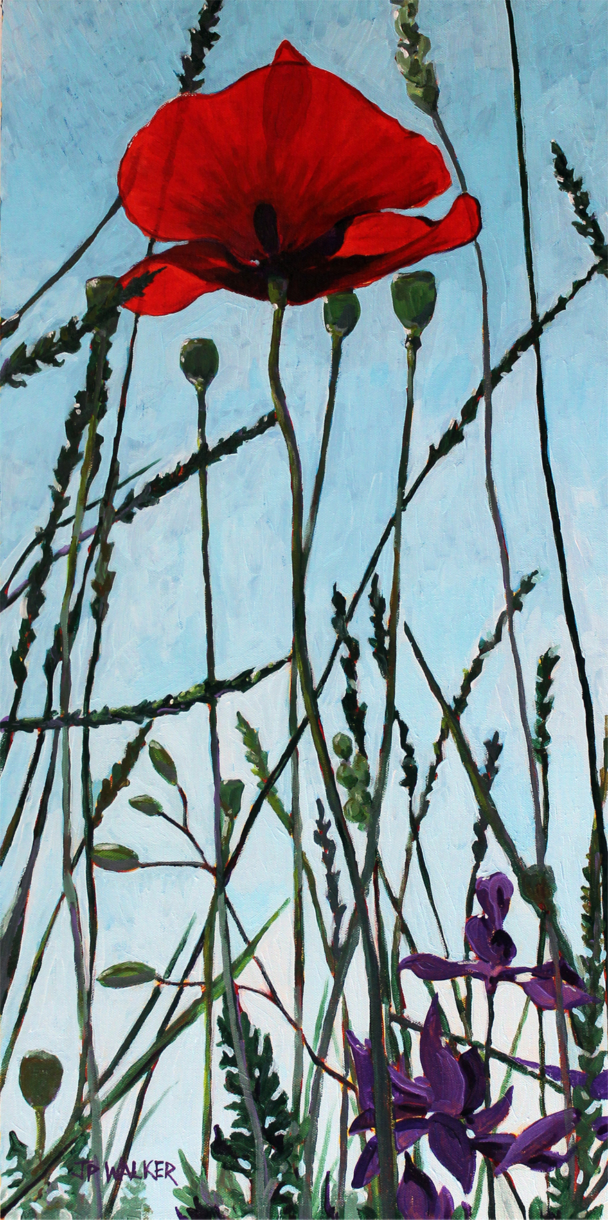 Tall Poppy